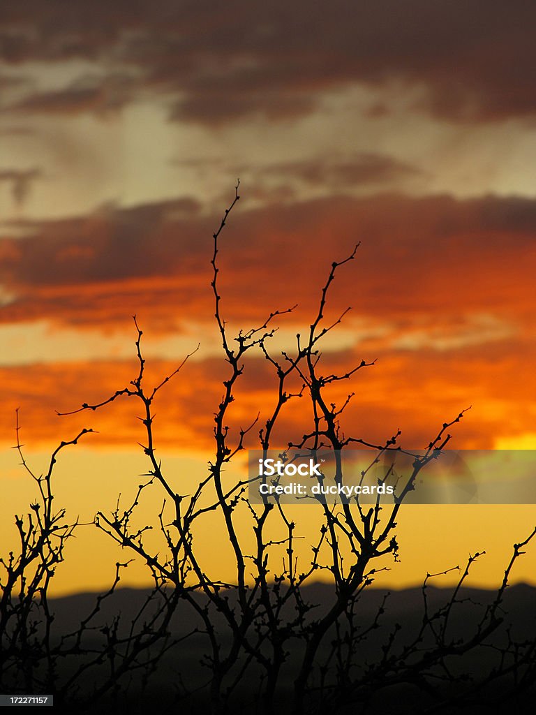 Mesquite ao pôr do sol - Royalty-free Algarobeira Foto de stock