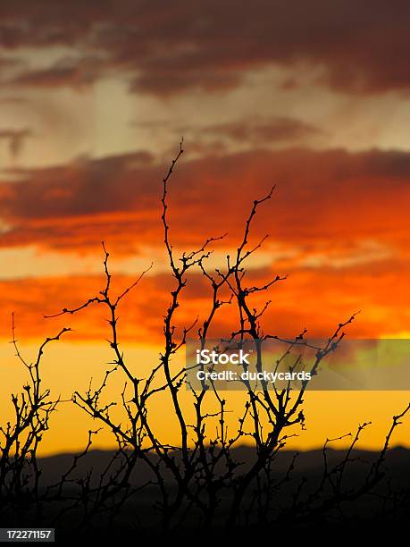 Foto de Mesquite Ao Pôrdosol e mais fotos de stock de Algarobeira - Algarobeira, Beleza natural - Natureza, Cena Não-urbana