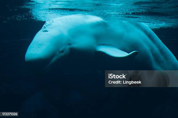 Beluga - Fotografias de stock e mais imagens de Beluga - Beluga, Mergulhar para a água, Animal