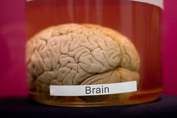 Brain Jar "Actual human brain in a jar, on display in a university medical museum. This is not a model or fake.Also available:" brain jar stock pictures, royalty-free photos & images