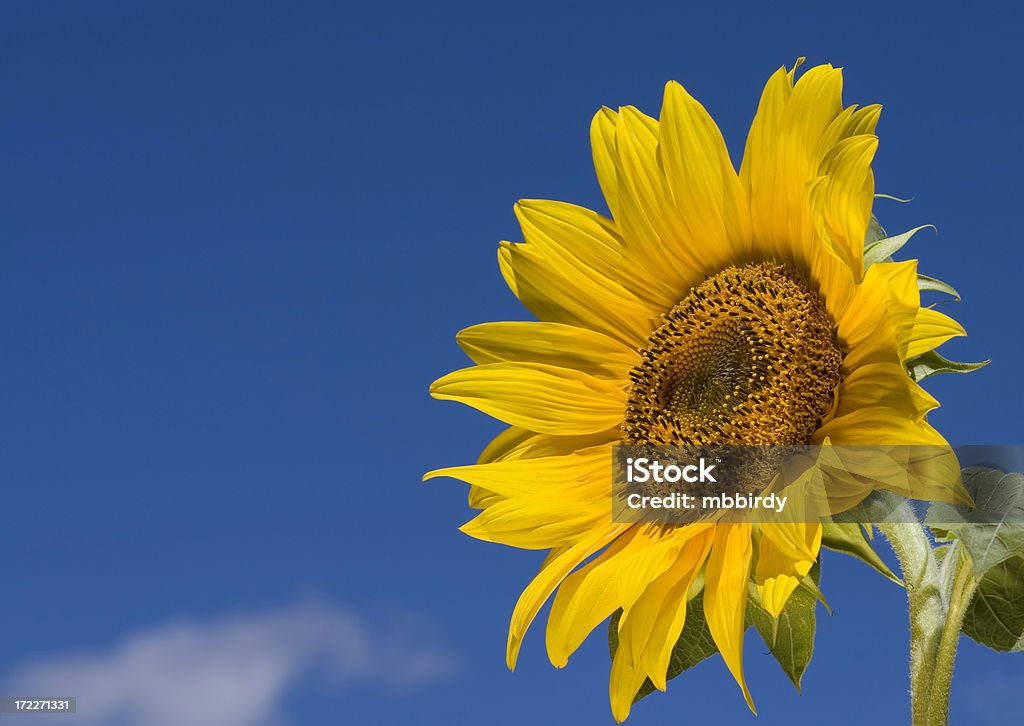 Beautiful sunflower against blue sky Beautiful yellow sunflower in the sun against blue sky. Agricultural Field Stock Photo