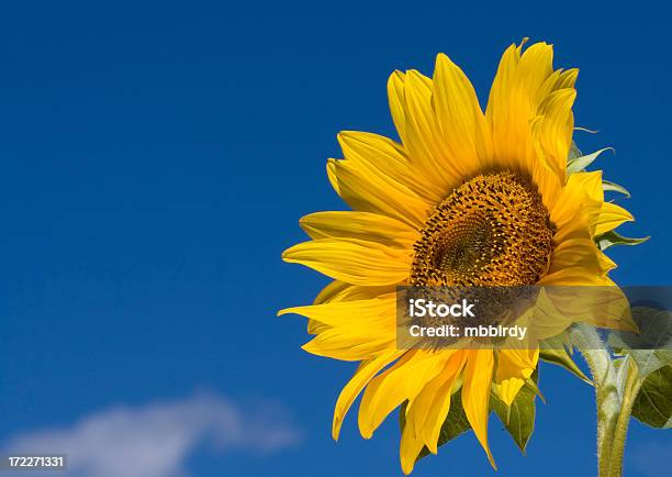 Beautiful Sunflower Against Blue Sky Stock Photo - Download Image Now - Agricultural Field, Agriculture, Beauty