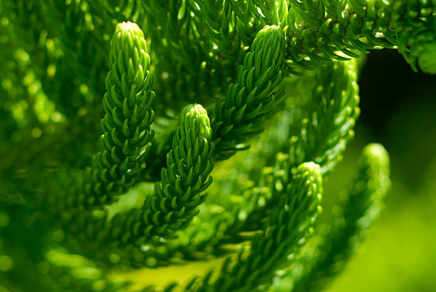 Araucaria pine tree macro 3 Araucaria heterophylla - Norfolk Island Pine macro araucaria heterophylla stock pictures, royalty-free photos & images