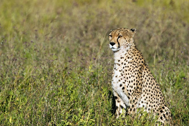 istock Cheetah sitting in the grass 172271435