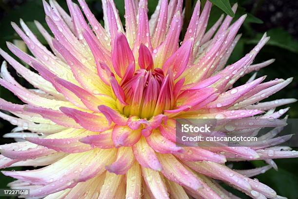 Cor De Rosa E Amarelas Dália Após A Chuva De Verão - Fotografias de stock e mais imagens de Amarelo - Amarelo, Beleza, Cabeça de Flor