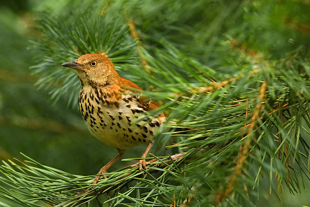 brown thrasher