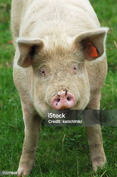 De Cerdo Enfrentarnos Foto de stock y más banco de imágenes de Agricultura - Agricultura, Aire libre, Animal