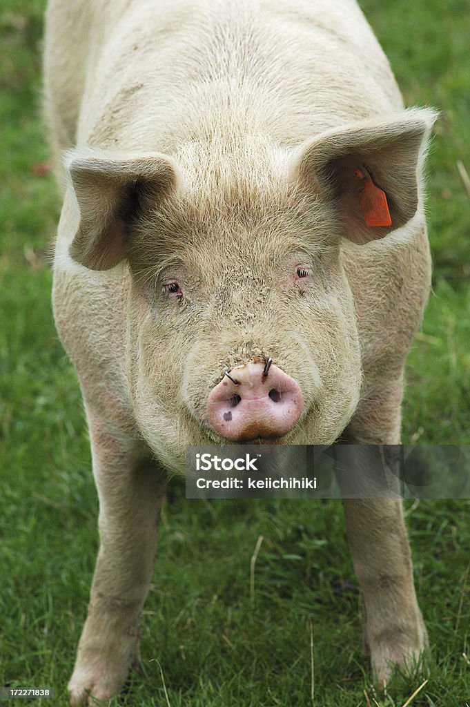 Свинья лицо - Стоковые фото Без людей роялти-фри