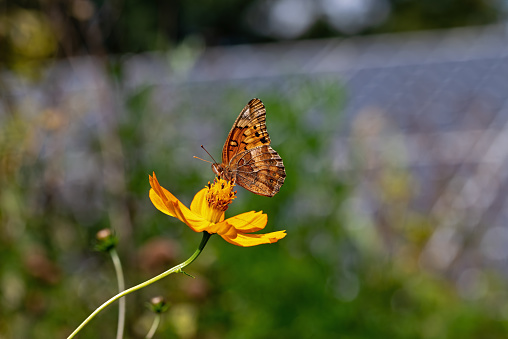 Variegated fritillary or Euptoieta Claudia in a pollinator garden with a backdrop of solar panels on an autumn day. Butterflies and solar panels form a sustainable climate change alliance.