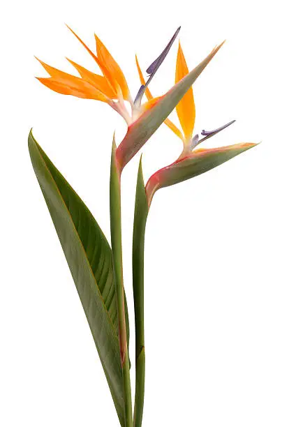 Two Birds of Paradise blooms.