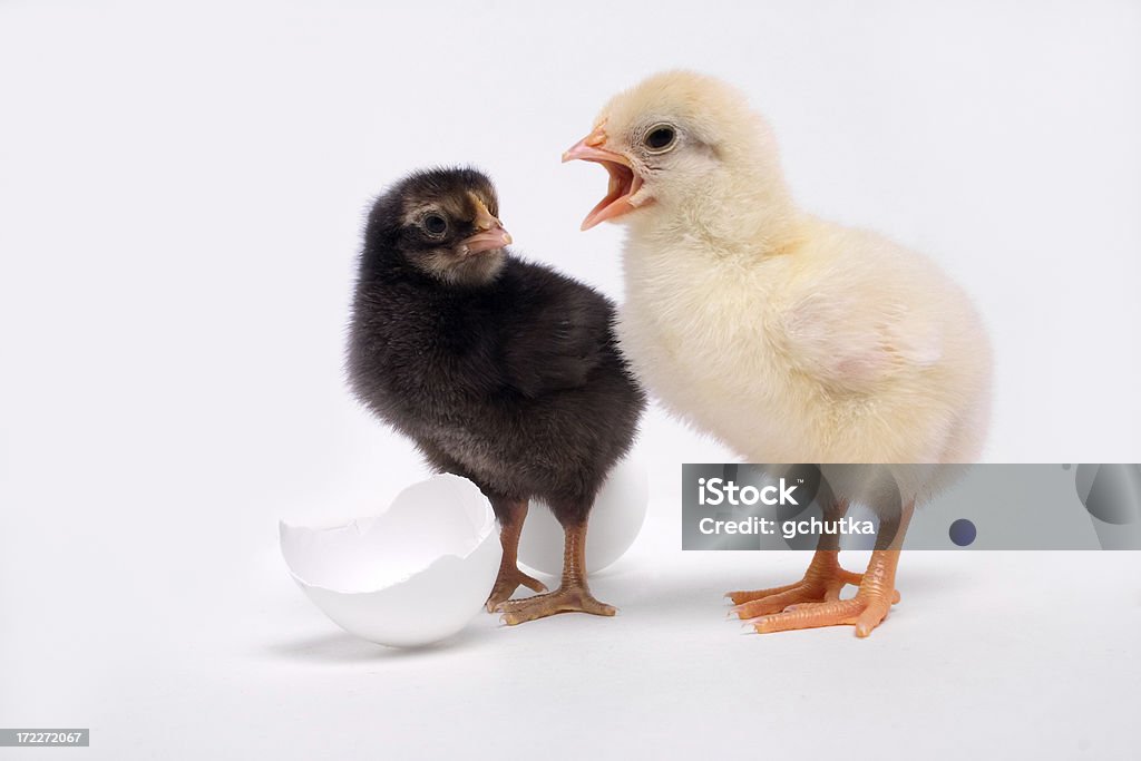 Paar Chicks - Lizenzfrei Ei Stock-Foto