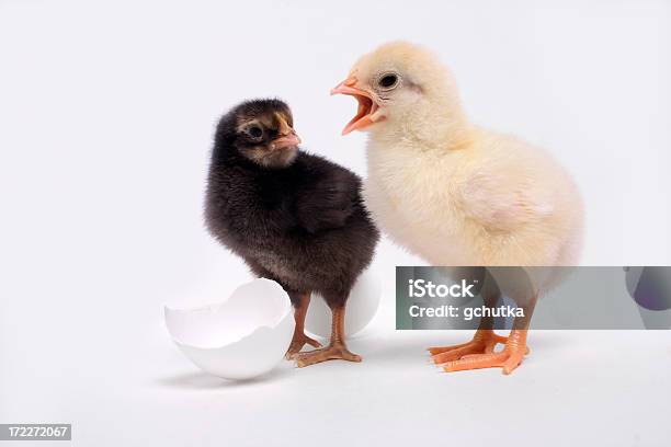 Paar Chicks Stockfoto und mehr Bilder von Ei - Ei, Farbbild, Feder