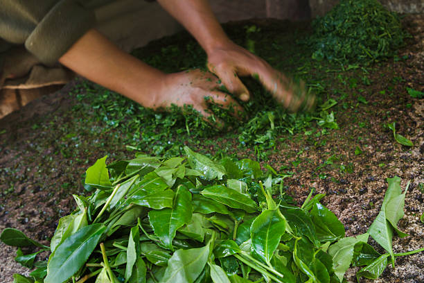 Hands Preparing Tea Leaves Crop, Food Processing for Fermenting Drink