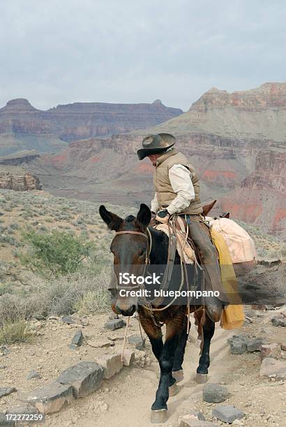 Grand Canyon Muli Packer Stockfoto und mehr Bilder von Maultier - Maultier, Cowboy, Liefern