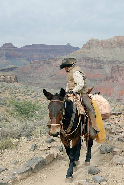 grand canyon mule packer - mule grand canyon national park cowboy arizona fotografías e imágenes de stock