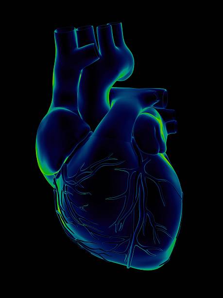 휴머니즘 심장 대한 의학적 연구 - left ventricle 뉴스 사진 이미지