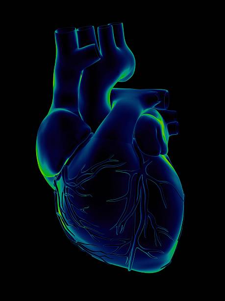 istock Human heart for medical study 172272260