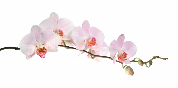 Pink orchid flowers isolated on white background.