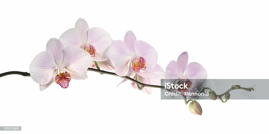 Orquídea (isolado no branco - Royalty-free Flor Foto de stock