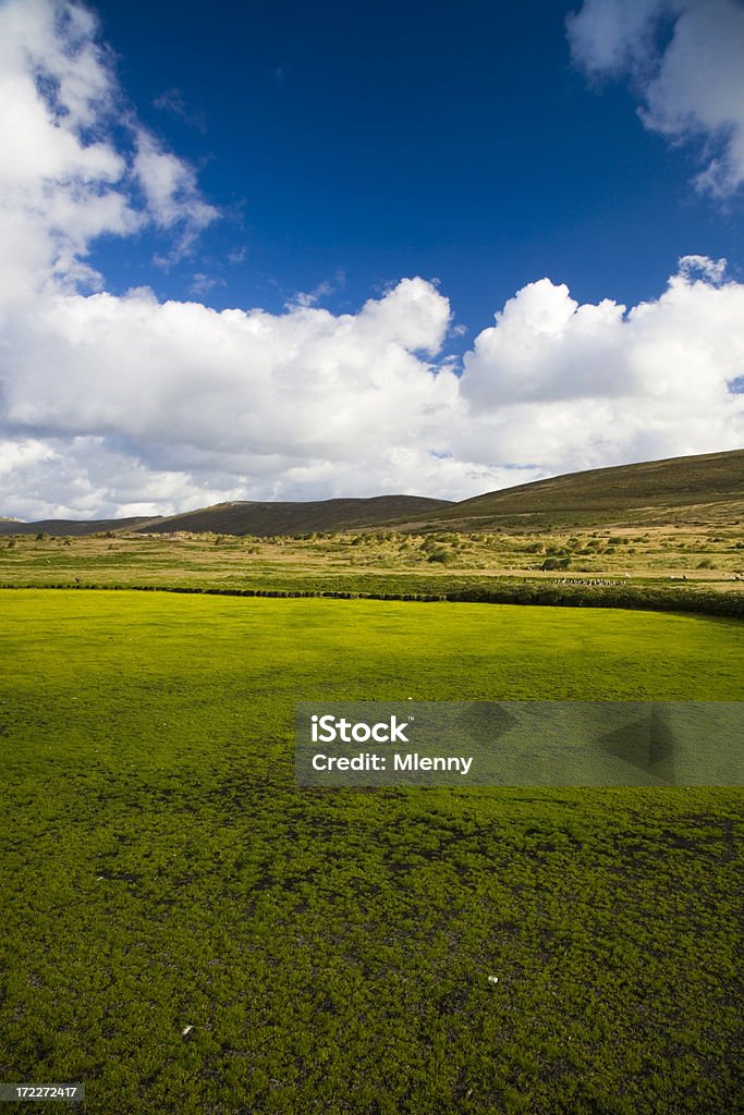 Verde intenso delle Isole Falkland - Foto stock royalty-free di Ambientazione esterna