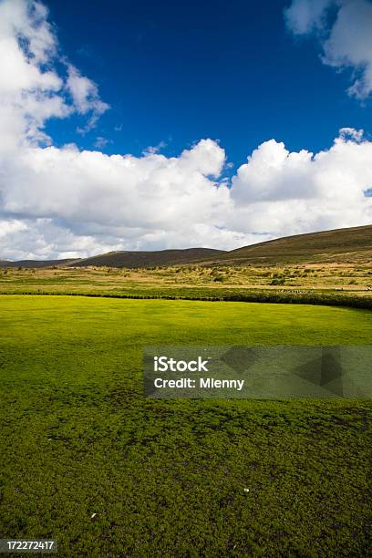 Verde Intenso Delle Isole Falkland - Fotografie stock e altre immagini di Ambientazione esterna - Ambientazione esterna, Ambiente, Bellezza