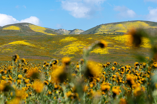 Golden wildflowers in the foreground sit below rolling green hills splattered with yellow, orange, and purple flowers in California’s Carrizo Plain.