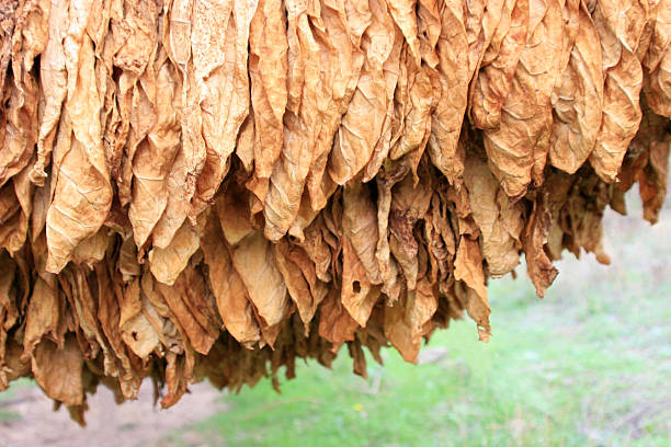 tobaco листья - tobaco стоковые фото и изображения