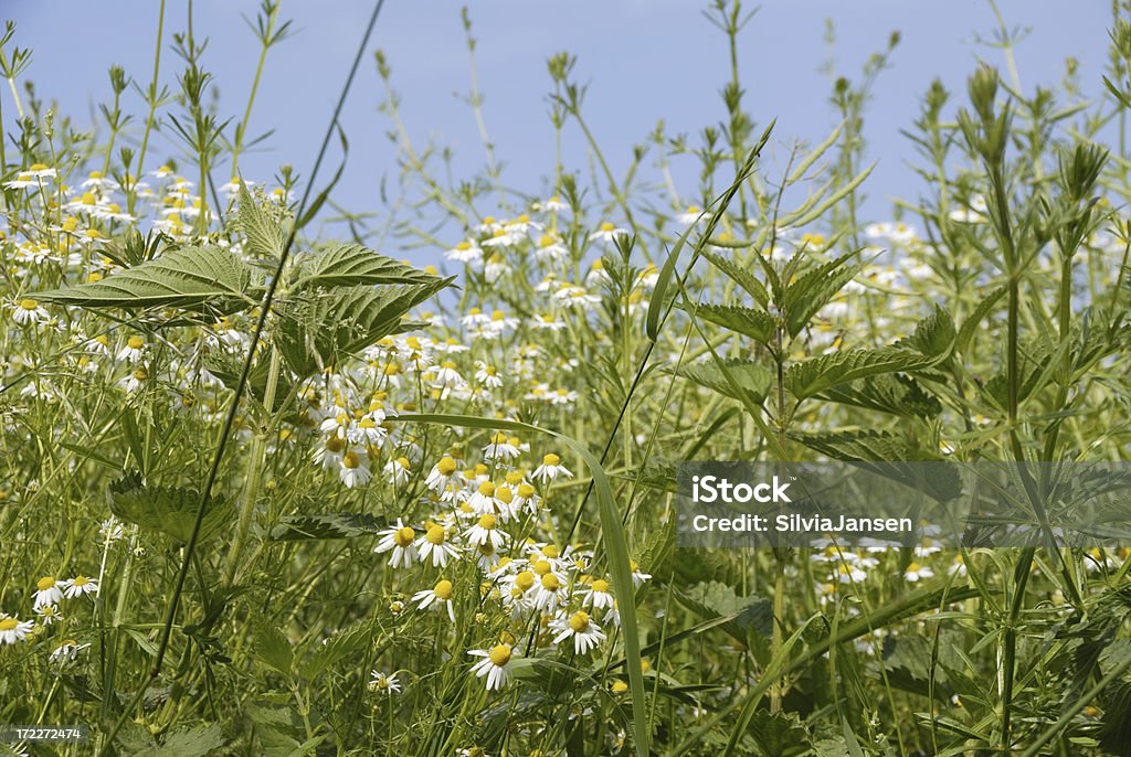 De verão meadow - Foto de stock de Camomila royalty-free