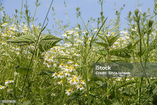 Foto de De Verão Meadow e mais fotos de stock de Camomila - Camomila, Camomila Romana, Campo