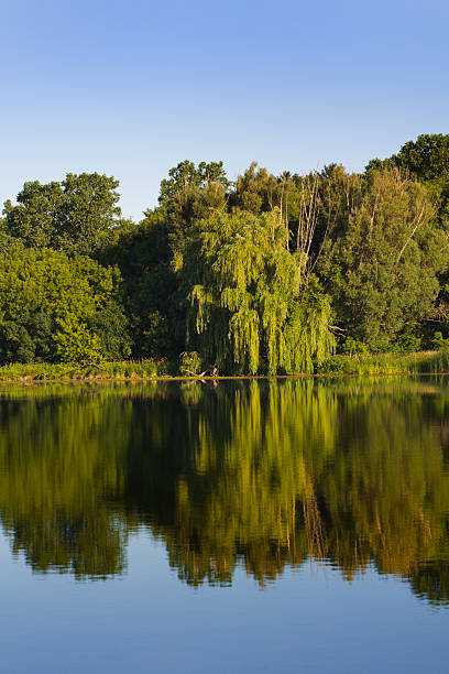 istock Nature by the Lake Vt 172272524