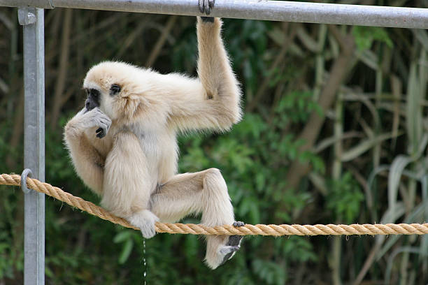 Gibbon Leak stock photo