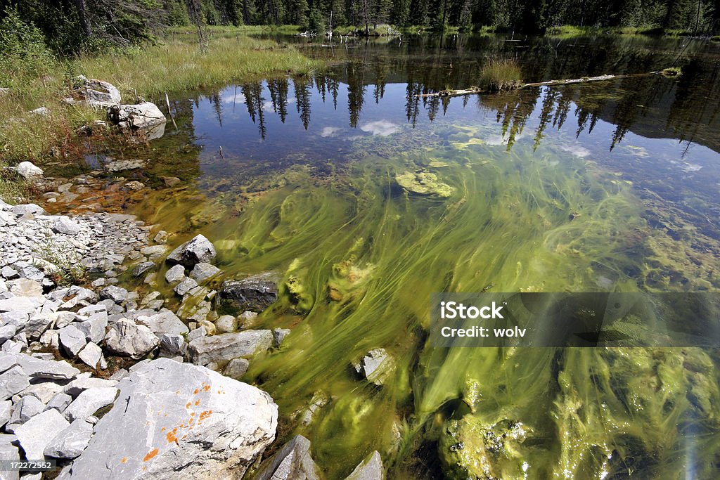 La Pollution naturelle - Photo de Algue libre de droits