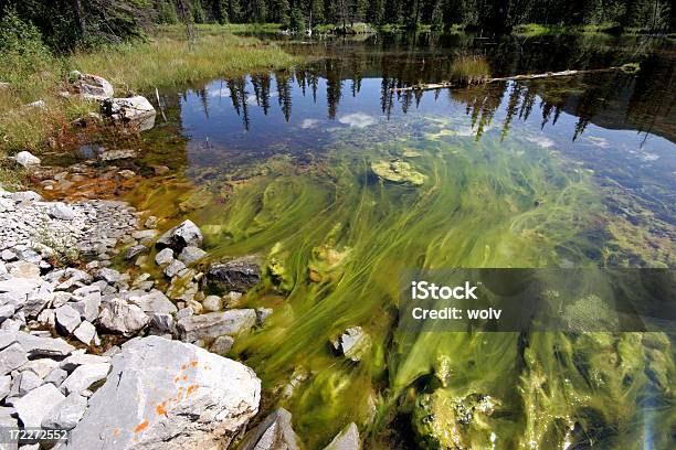 Photo libre de droit de La Pollution Naturelle banque d'images et plus d'images libres de droit de Algue - Algue, Caillou, Couleur verte