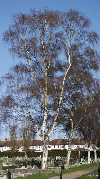 istock Silver birch avenue in cemetery 172272756