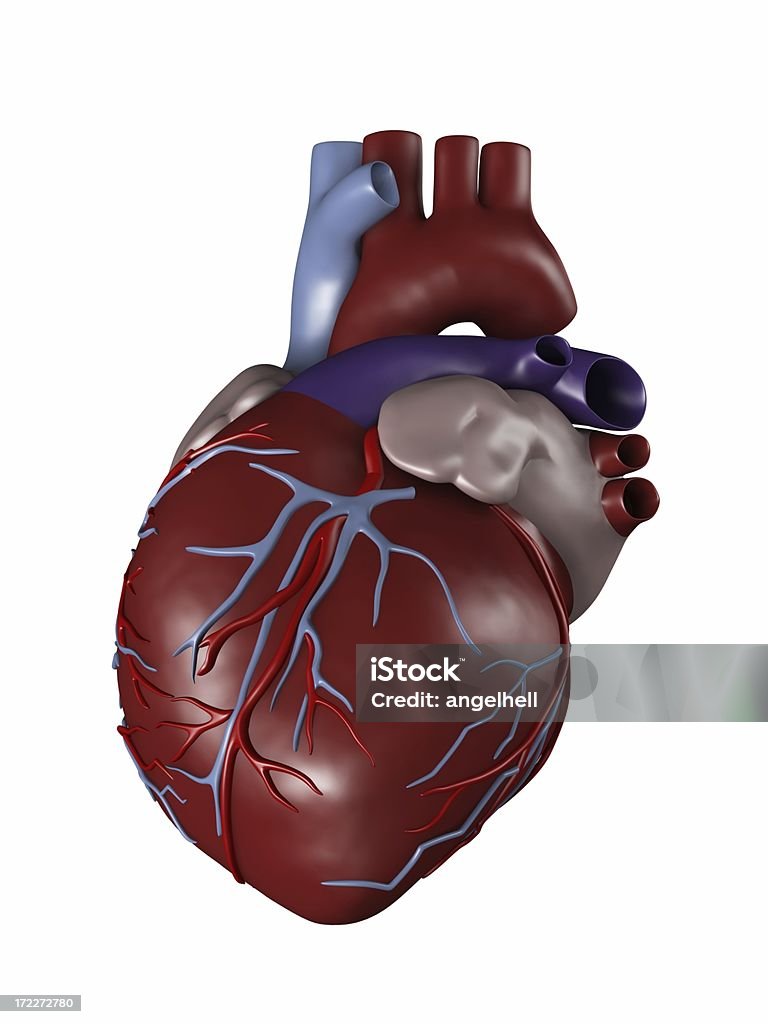 Menschliche Herz medizinische Untersuchung - Lizenzfrei Herzklappen Stock-Foto