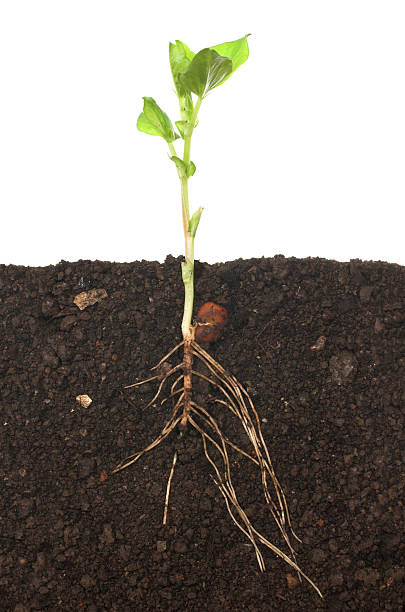 istock A full view of a seedling including the roots in the soil 172272825