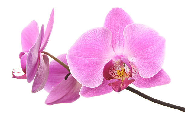 Pink orchid flowers isolated on white pink orchid orchid stock pictures, royalty-free photos & images