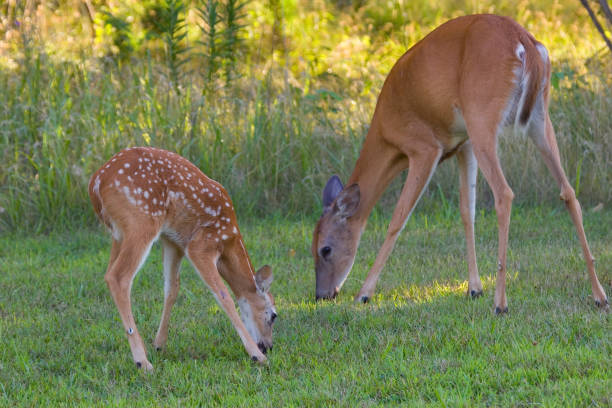 istock Whitetail Fawn and Doe 172272927