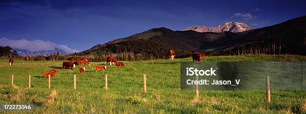 Cattle Ranching Panoramic Stock Photo - Download Image Now - Agricultural Field, Agriculture, Alberta