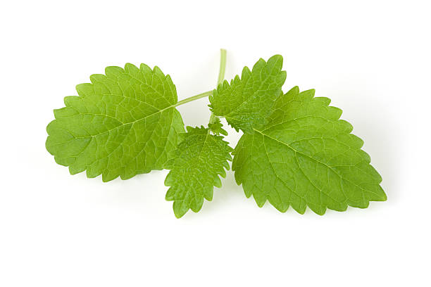 melisse - lemon balm stock-fotos und bilder