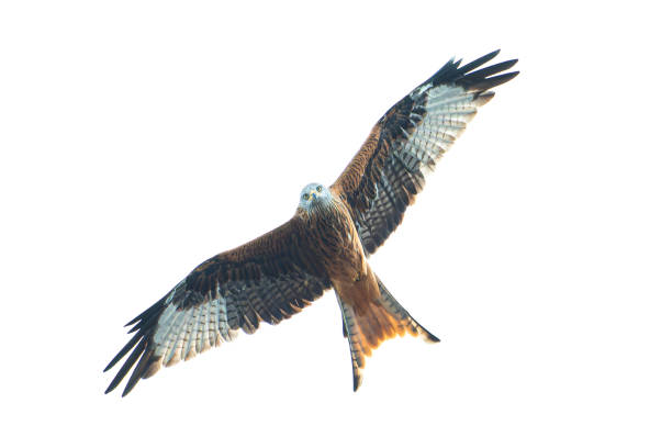 istock A red kite hunting - Red kite - Milvus milvus 1722731406