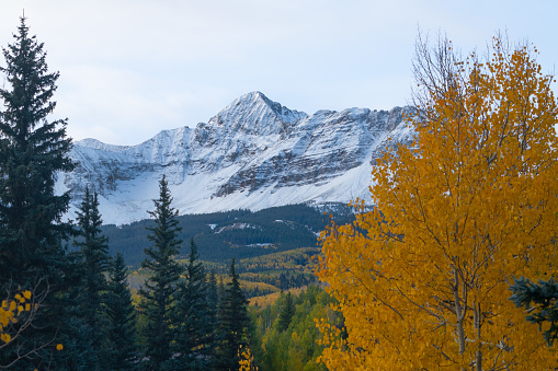 Fall colors in the San Juan mountains, near Telluride Colorado, Wilson peak, Trout lake, Aspen trees