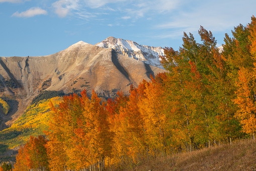 Fall colors in the San Juan mountains, near Telluride Colorado, Wilson peak, Trout lake, Aspen trees