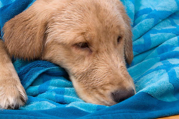 istock A tired dog lying down on a blanket 172274312