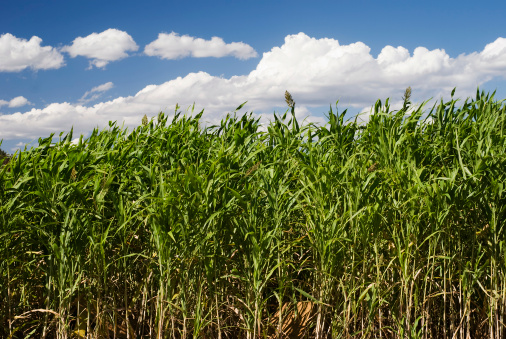 Crop of Sorghum with blue sky and clouds