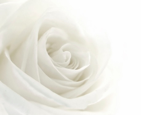 A close-up of a single white rose