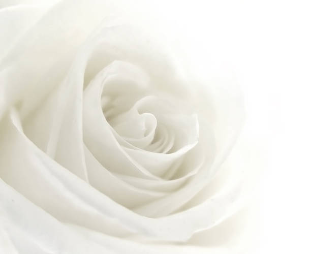 A close-up of a single white rose stock photo