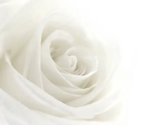 Photo of A close-up of a single white rose