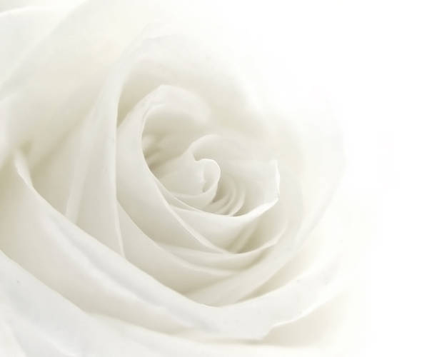 rose - white rose flower imagens e fotografias de stock