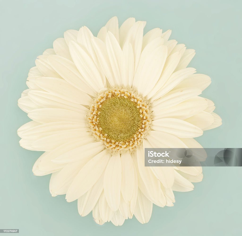 Gerbra branco - Foto de stock de Beleza royalty-free